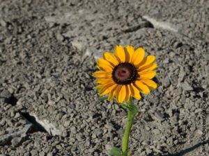 Bild Stärkenorientierung & Resilienz - Der Wegberater